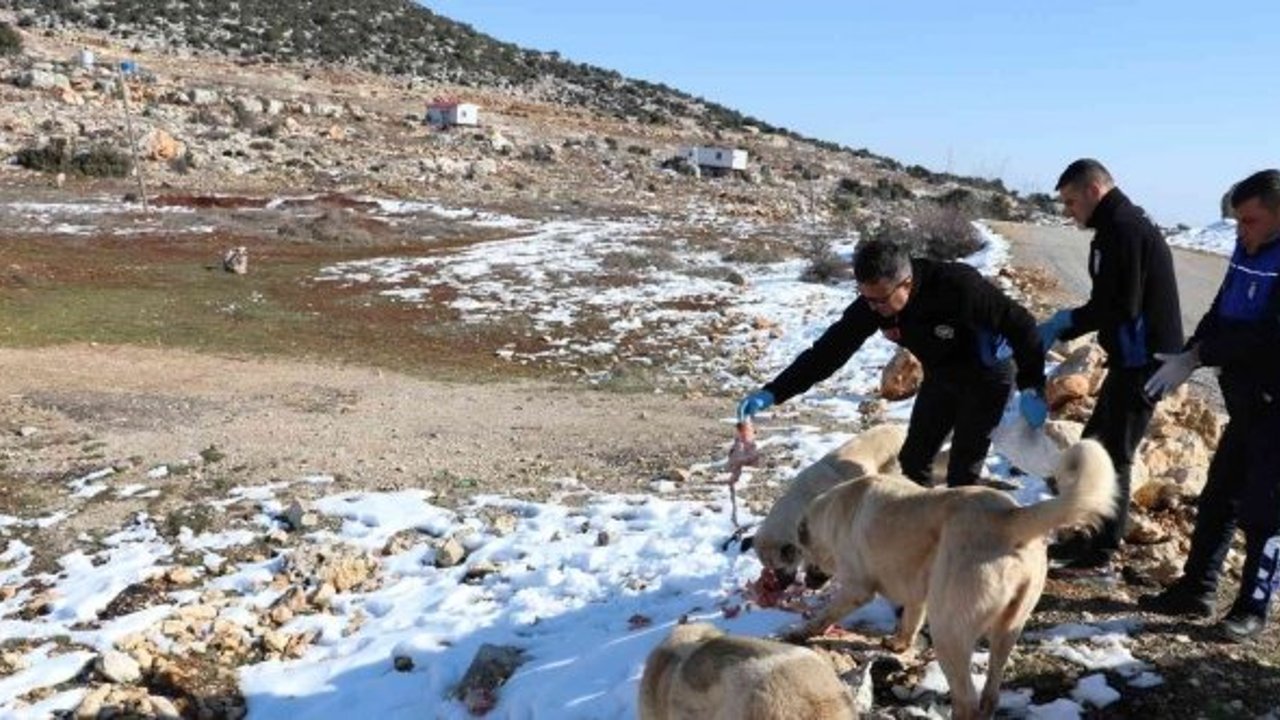 Toroslar Belediyesi ekipleri, karda yiyecek bulamayan hayvanları besledi