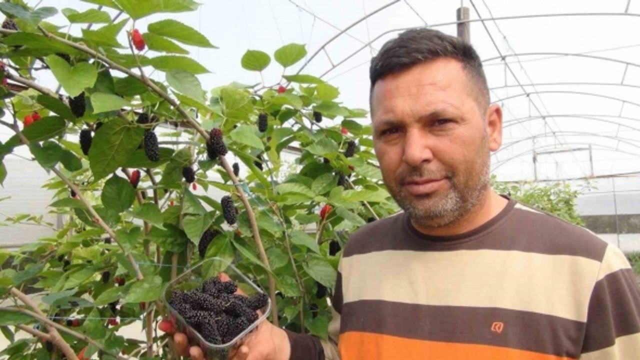 Mersin’de karadut hasadı: Kilosu 50 liradan ihraç ediliyor