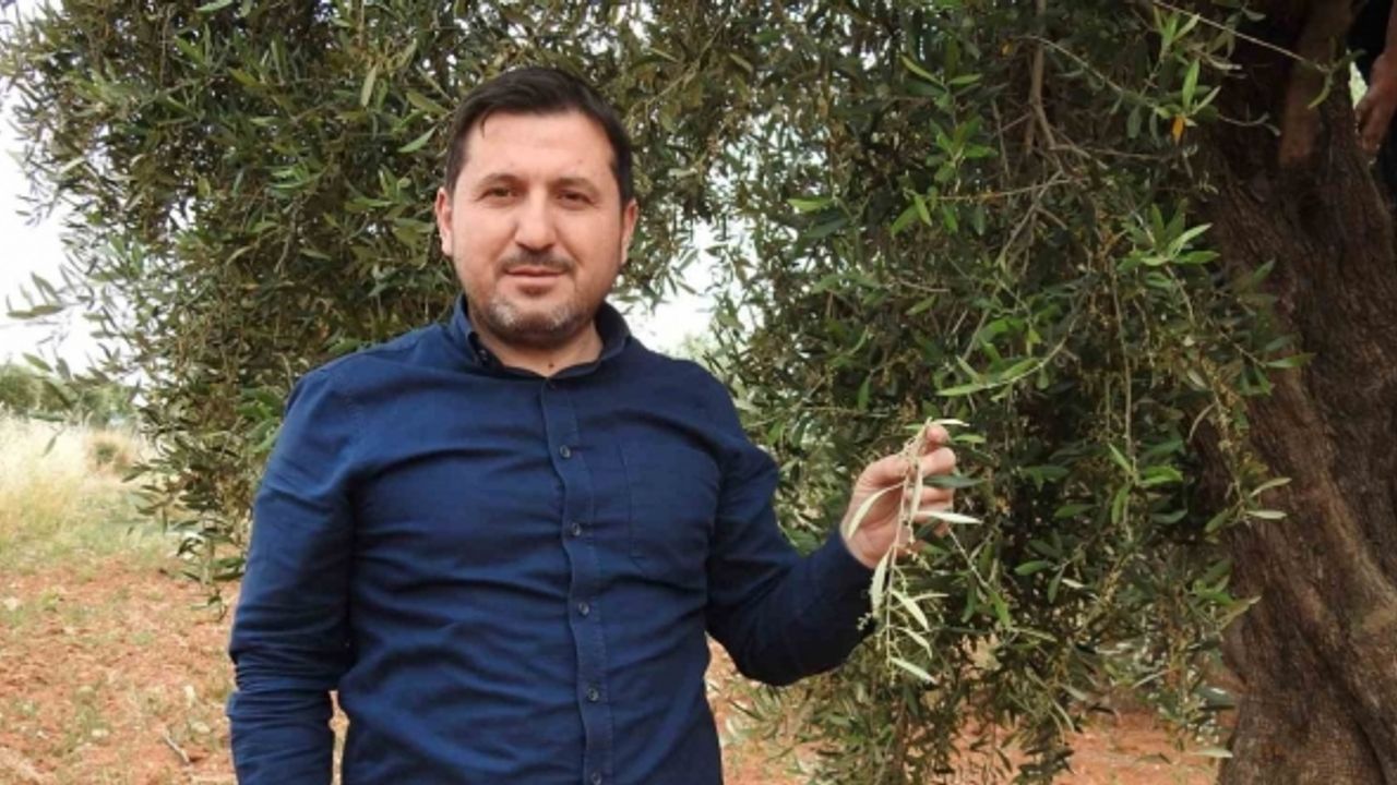 Kilis’te zeytin üreticilerinin umutlu bekleyişi başladı