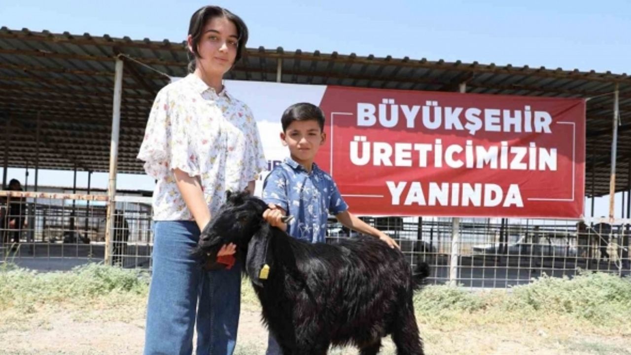 Denizli’de 489 üreticiye 978 adet damızlık koç ve teke hibe edildi