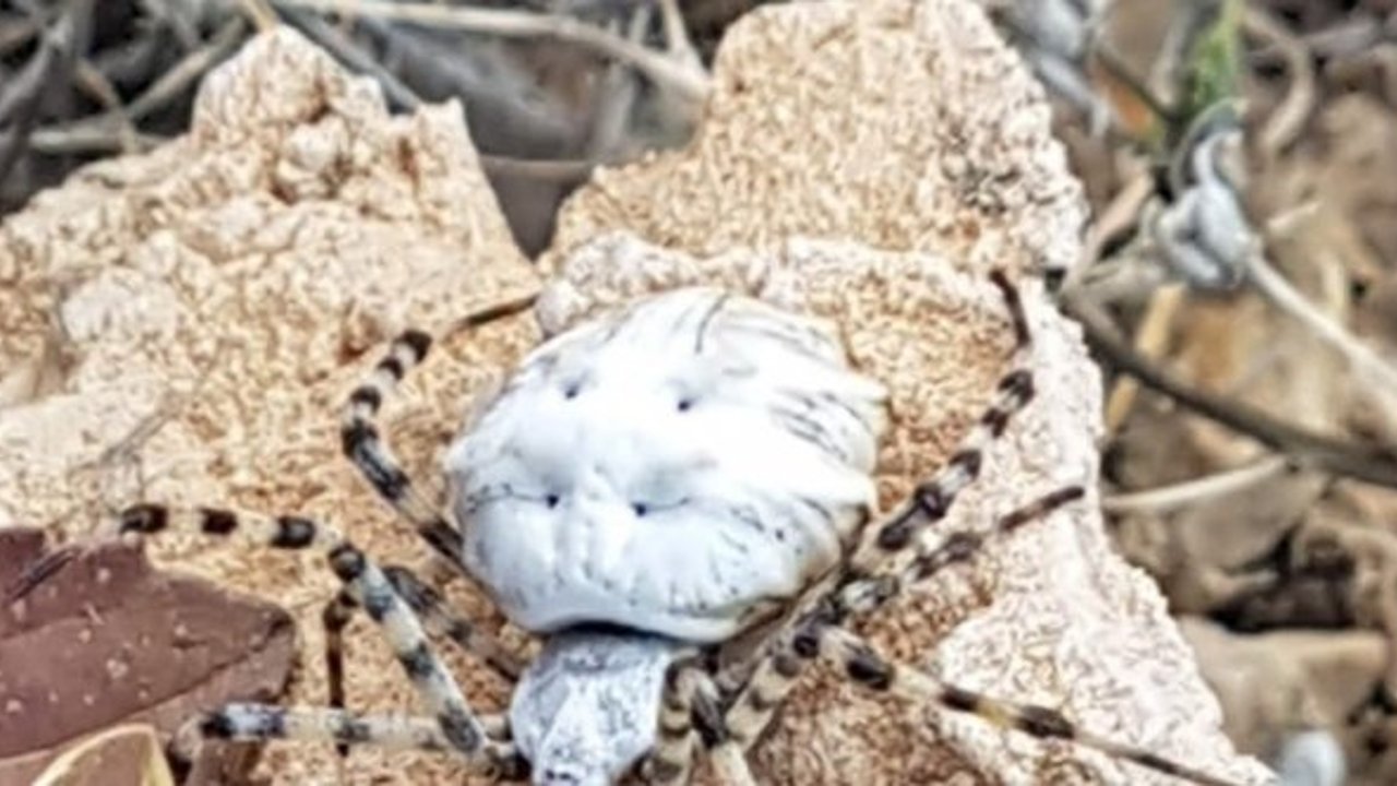 Dünyanın en zehirli örümceklerinden biri Malatya’da görüldü