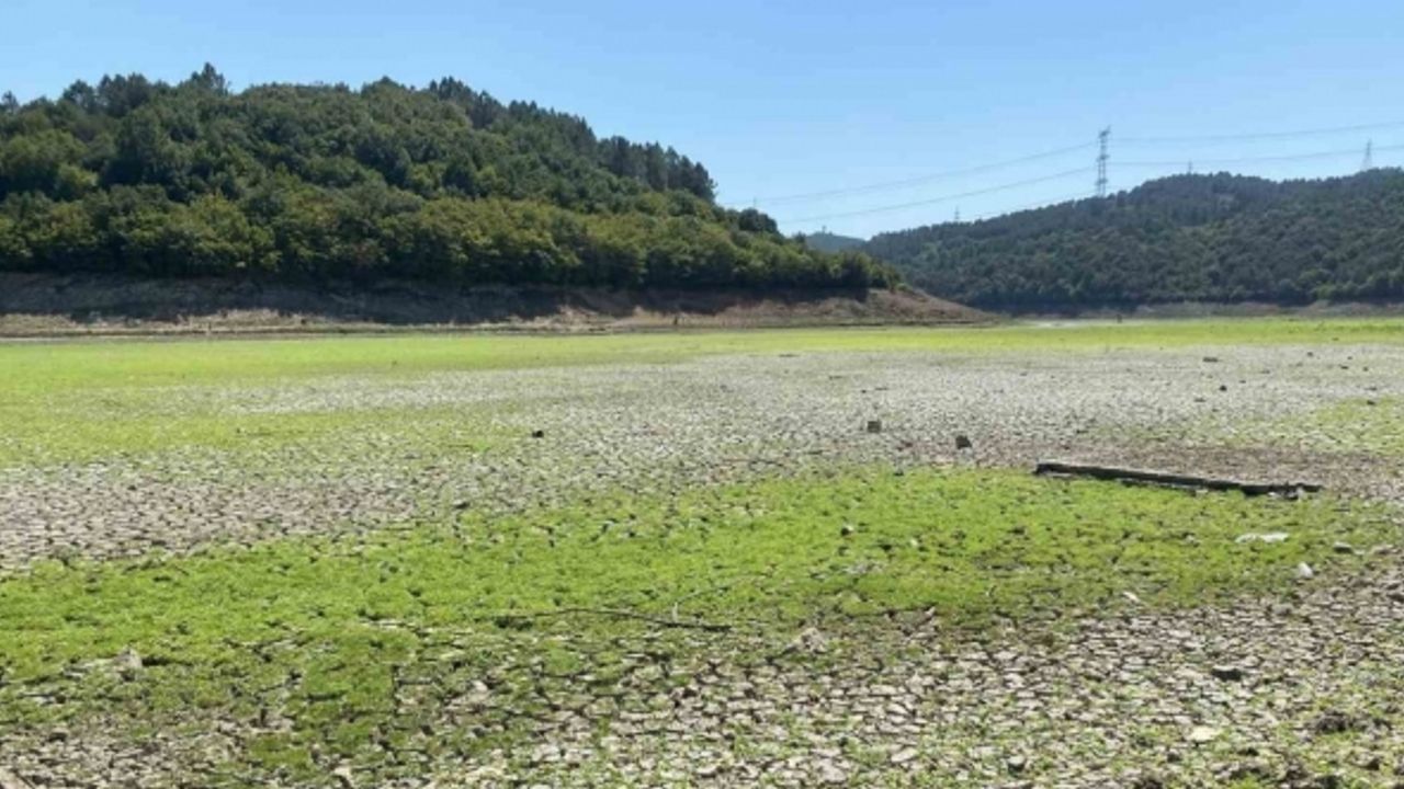 İstanbul’da şaşırtan görüntü: Suların çekilmesiyle yeşile dönen alan mandalara kaldı
