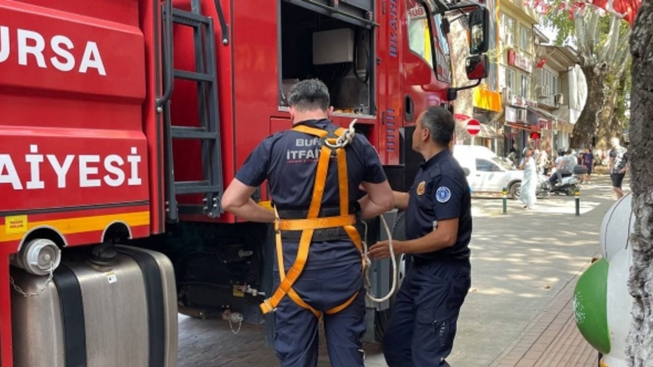 (Özel) 152 yıllık anıt ağaçta mahsur kalan kuş itfaiye ekipleri tarafından kurtarıldı