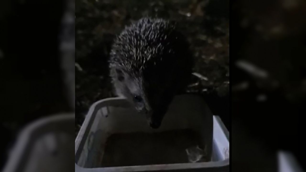 Yavru kirpi, su ihtiyacını gidermek için her gün evin bahçesine geliyor