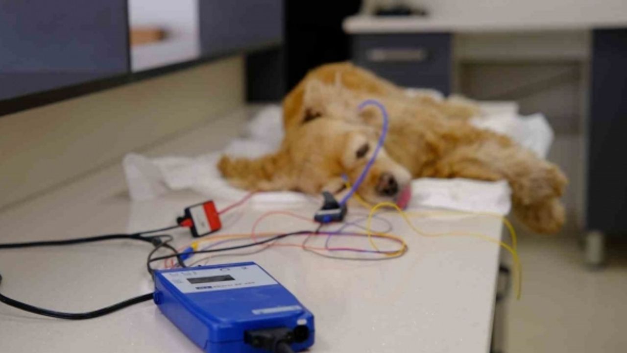 16 yaşındaki Amerikan Cocker cinsi köpeğe işitme testi yapıldı