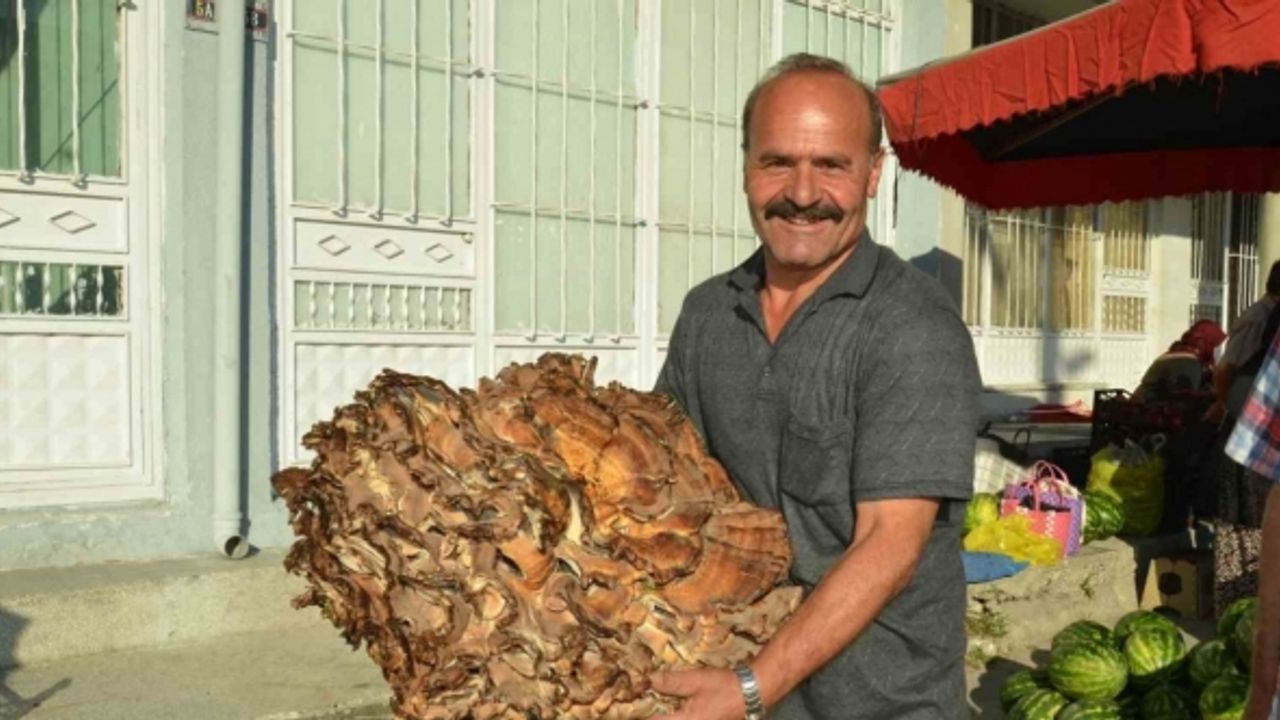 37 Kiloluk mantar buldu: Kilogramını 40 liraya satıyor