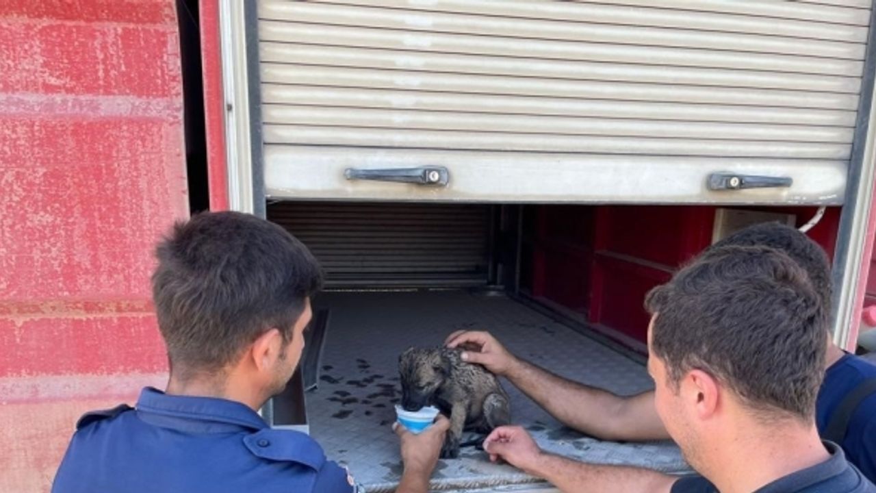Alevler arasında kalan yavru köpek itfaiye ekiplerince kurtarıldı