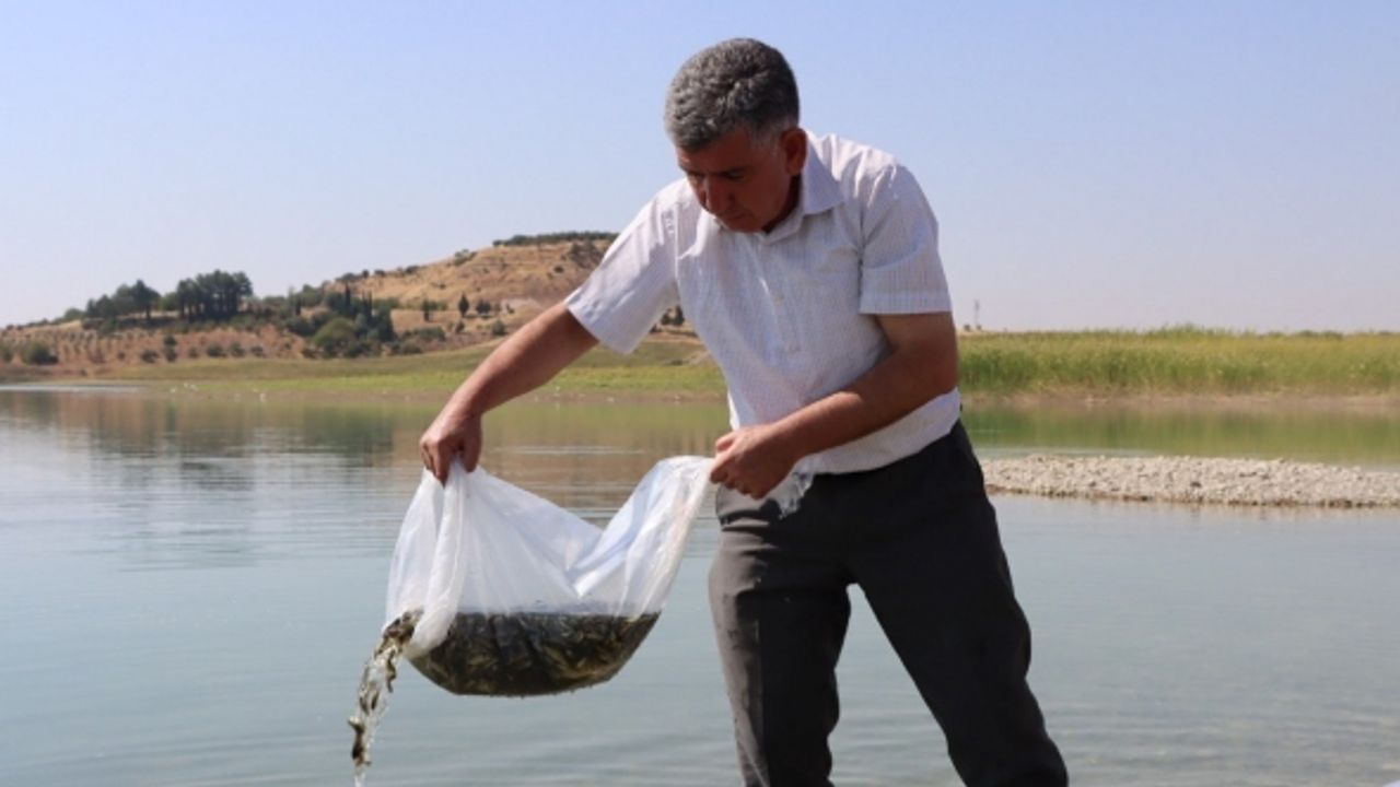 Atatürk Baraj Göletine 7 milyon 180 bin balık bırakıldı