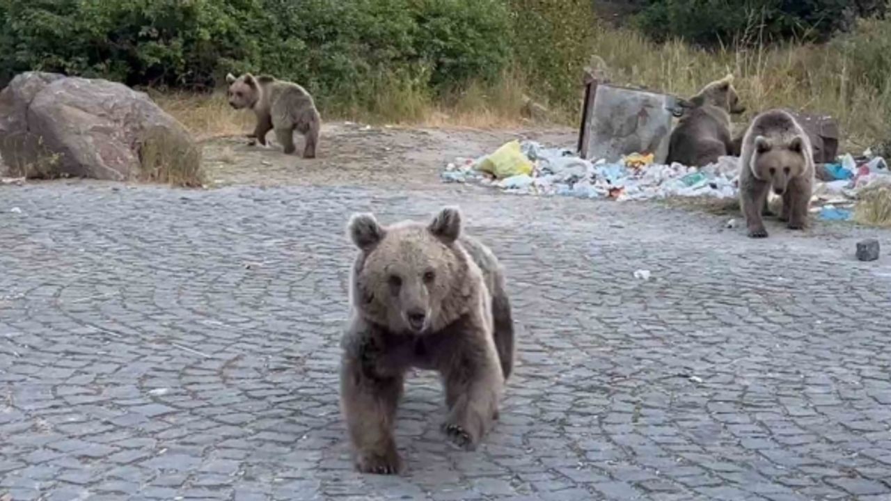 Ayıların saldırganlıklarına aldırış etmeden, onları görüntülemeye çalıştılar