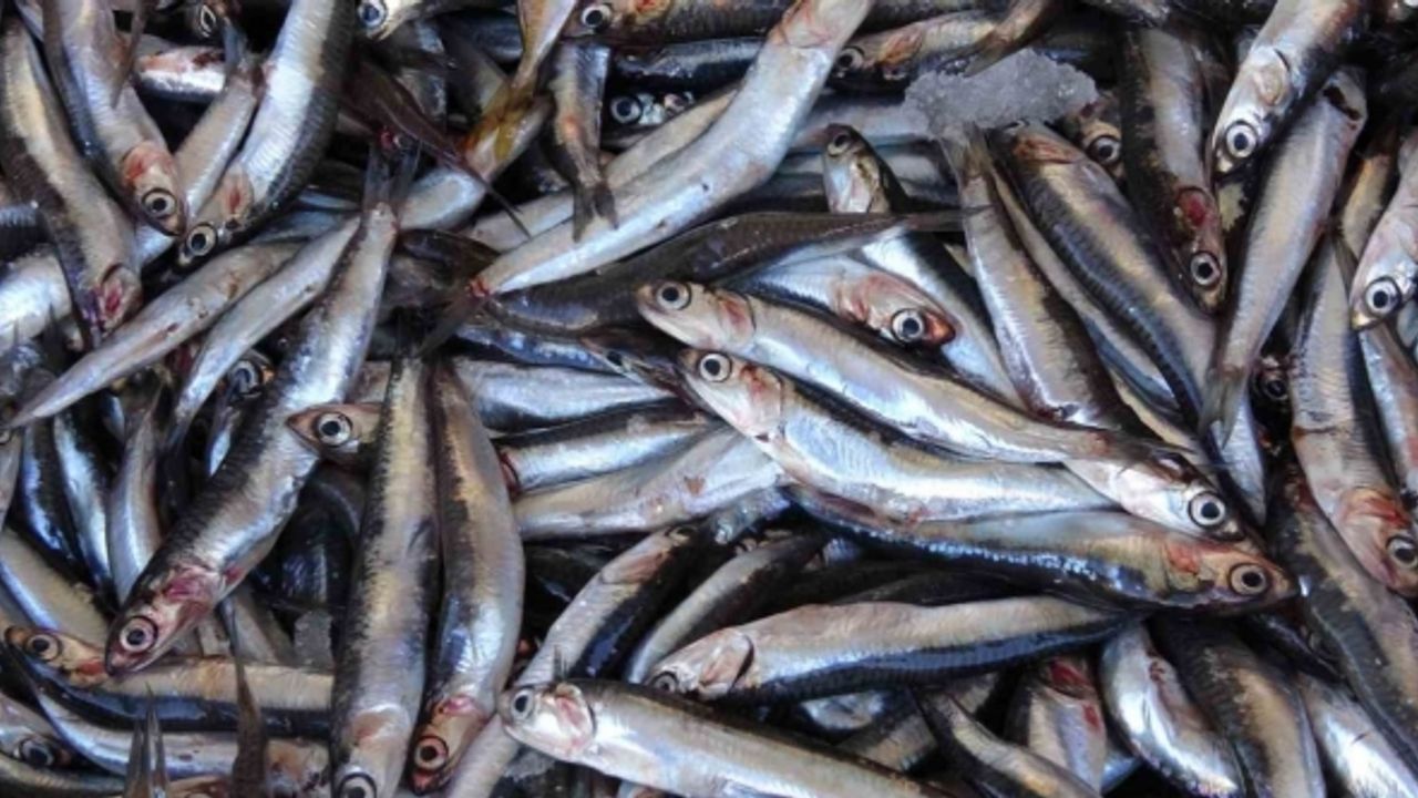 Balık sezonu açıldı, kırmızı ete olan ilgi azaldı