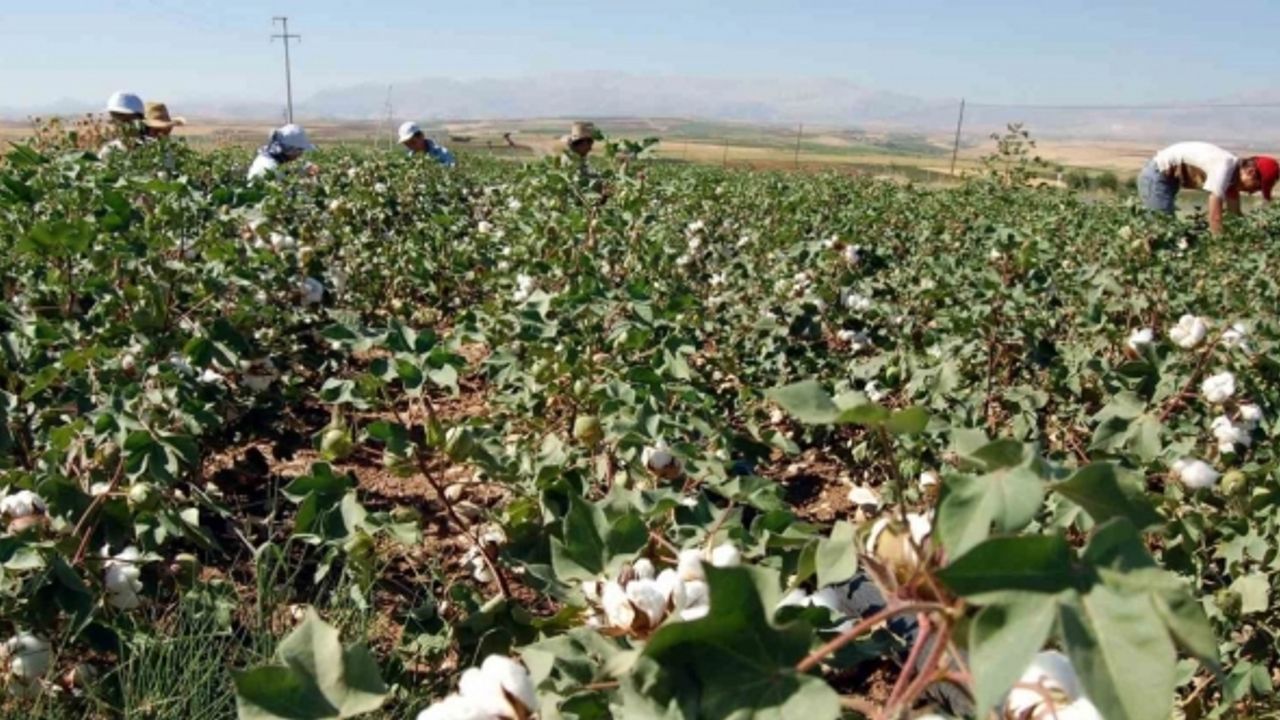 Başkan Turanlı: “Pamuk fiyatları çitçiyi hayal kırıklığına uğrattı”