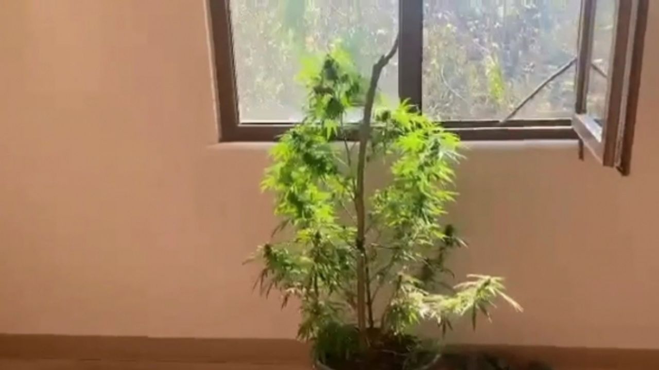 Baskın yapılan evin her odasından saksılarda kenevir çıktı