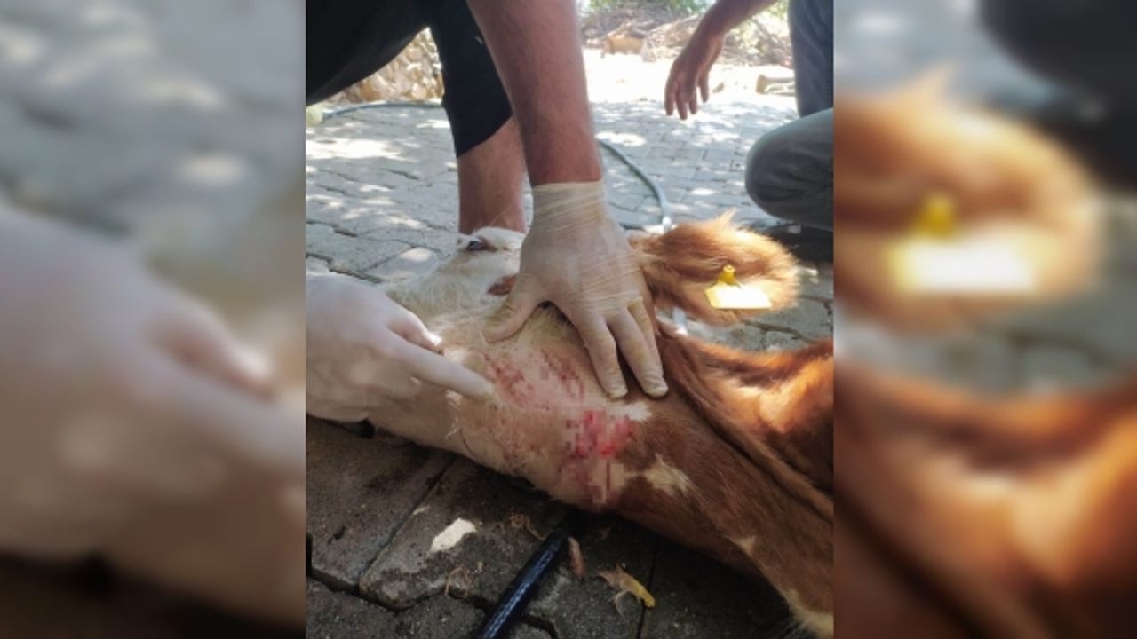 Batman’da sokak köpekleri besicilerin korkulu rüyası haline geldi