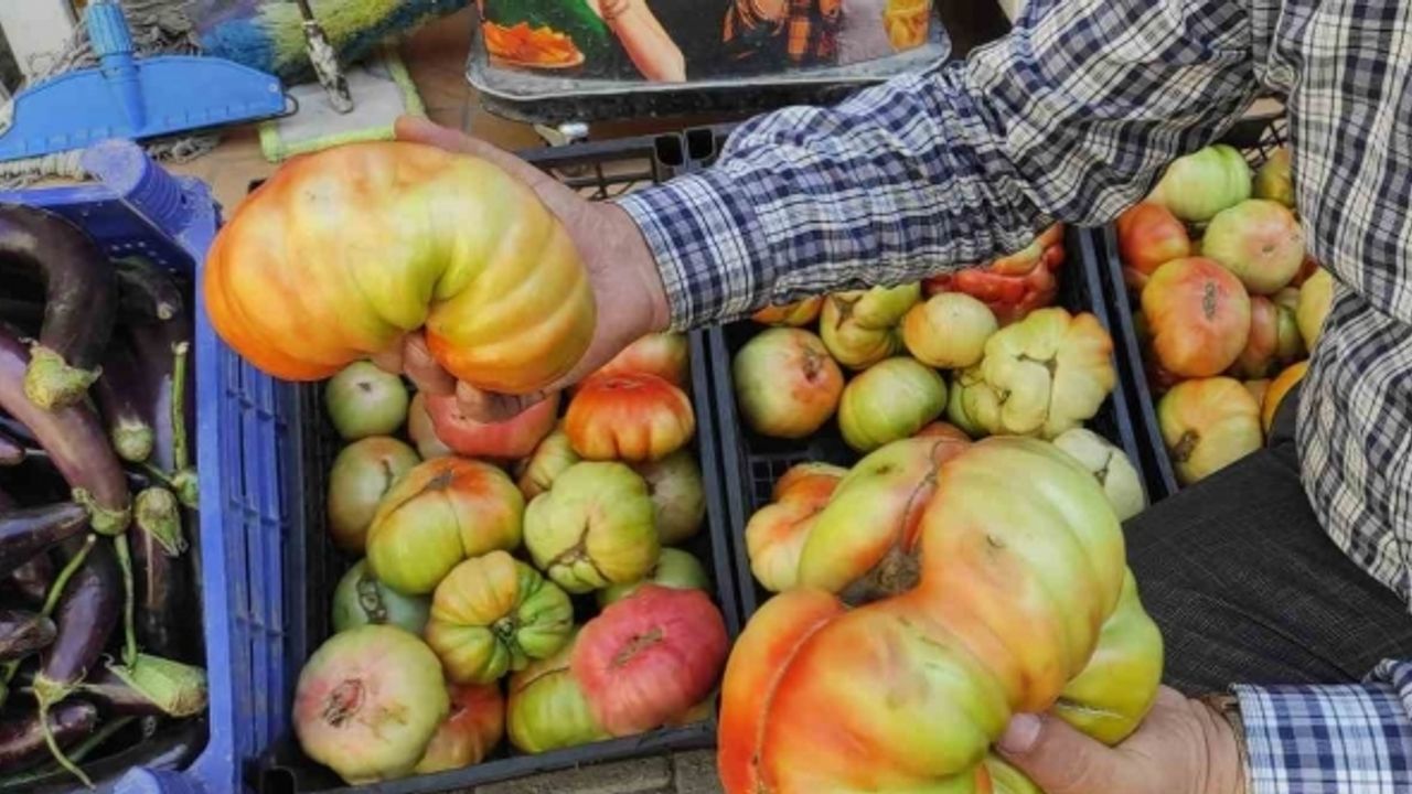 Batman’da yetişen dev köy domatesini görenler şaşkınlığını gizleyemiyor