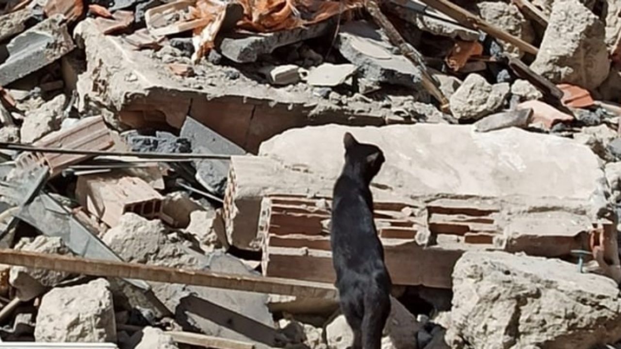 Bina enkazında mahsur kalan yavru kediyi itfaiye kurtardı