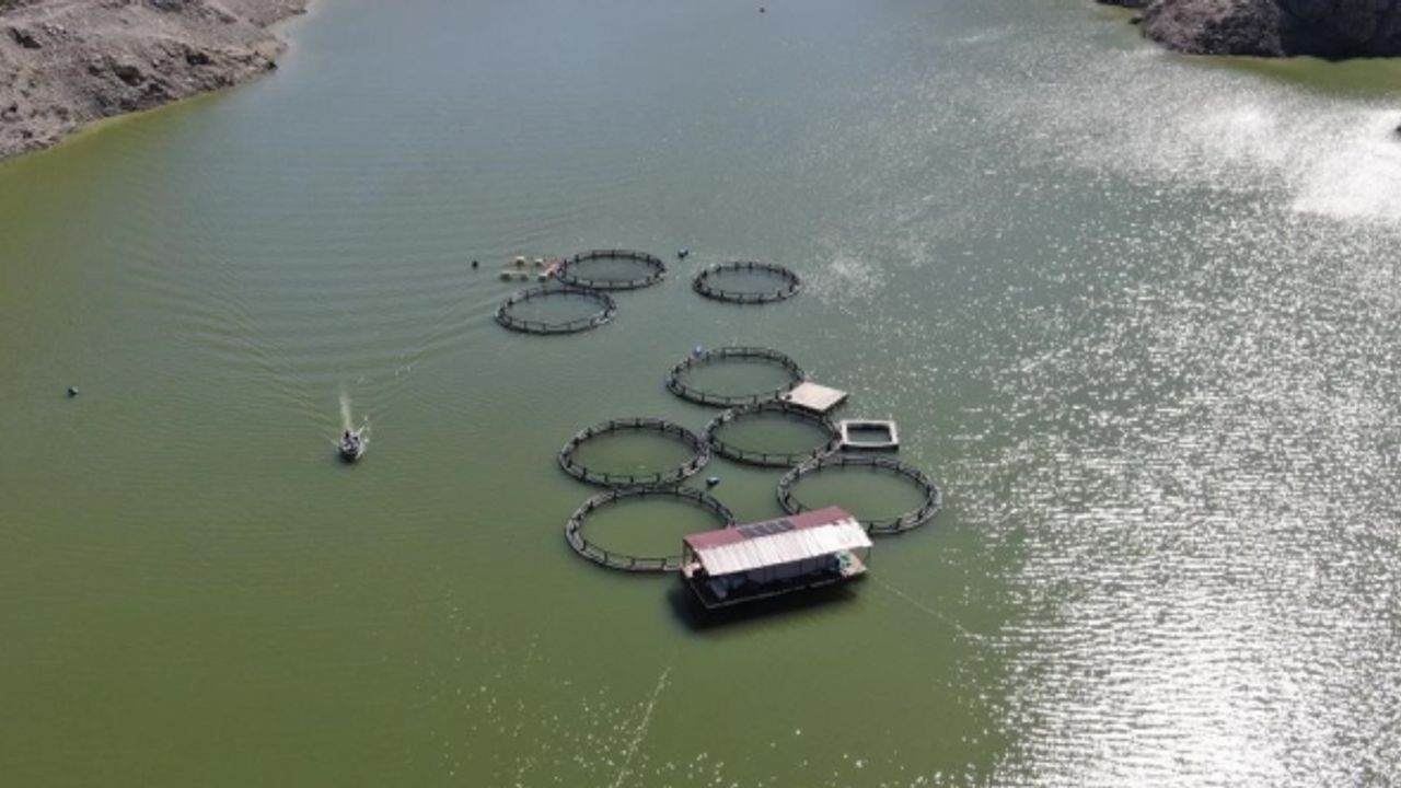 Binlerce balık yayılmıştı: O barajda balık tutmak yasaklandı