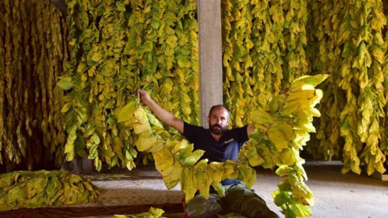 Bitlis’te 250 hanelik köy tütün ekimi yaparak geçimini sağlıyor