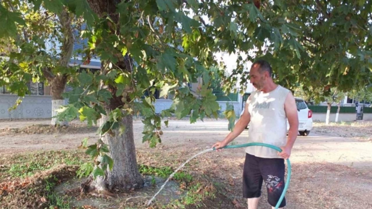 Burhaniye’de 22 yıl önce sokağa diktiği çınar ağaçlarını sulamaya devam ediyor