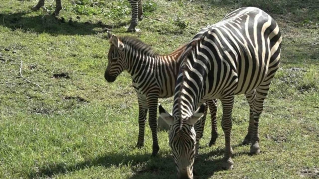 Bursa Hayvanat Bahçesi’nin zebra ailesine 3 yeni üye