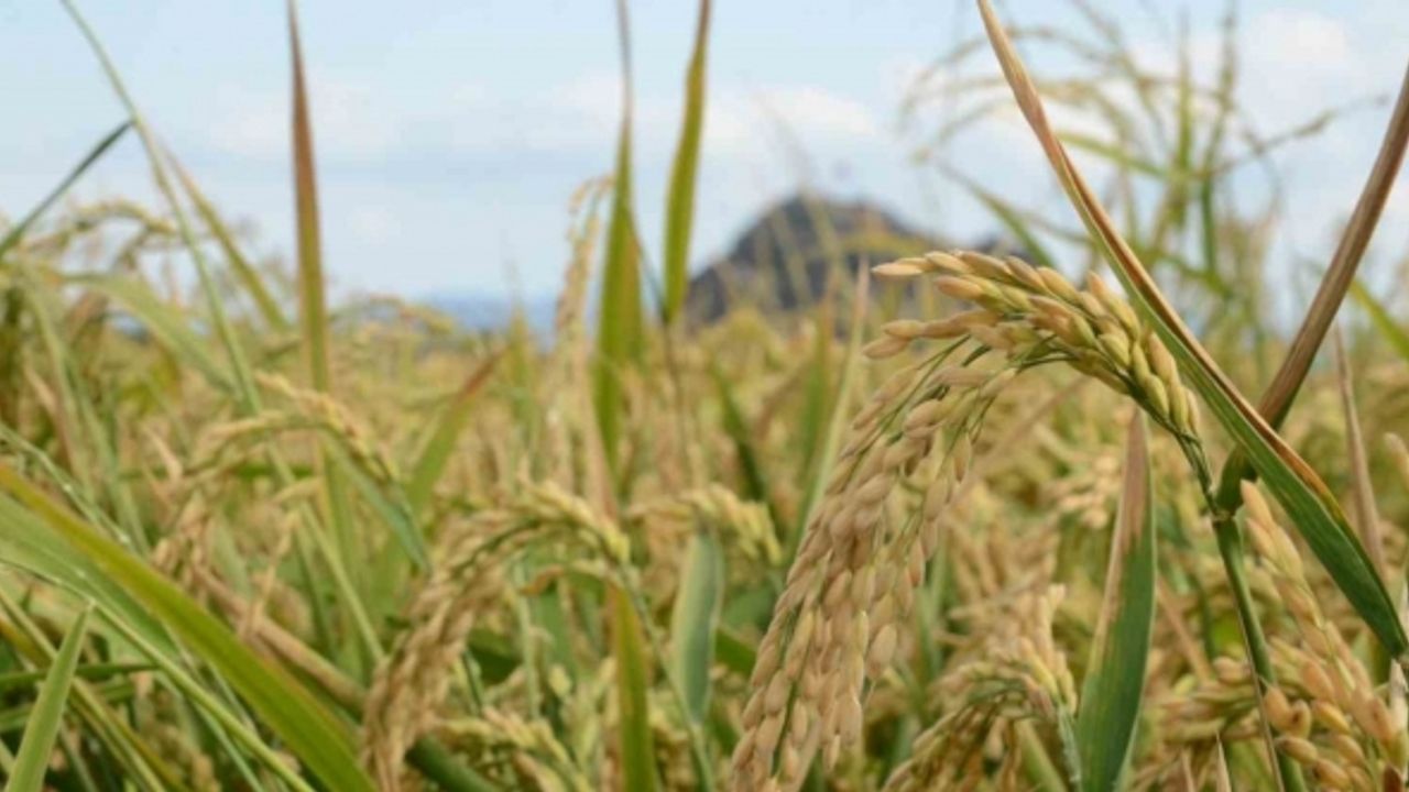 Çorum’un Osmancık ilçesinde, ’beyaz altın’ olarak adlandırılan çeltiğin hasadı başladı