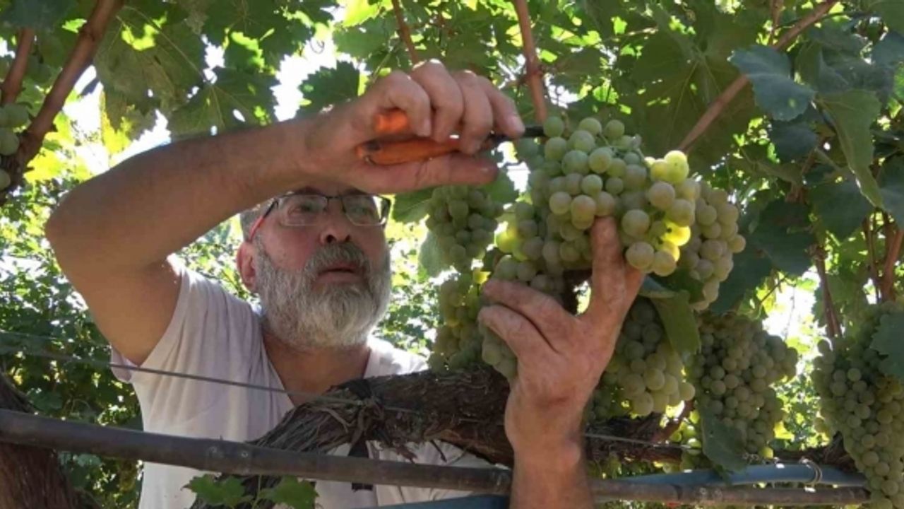 "Delice beyazı" üzümün hasadı başladı: 3 dönüm bağdan 8 ton çıktı, 240 bin liraya sattı
