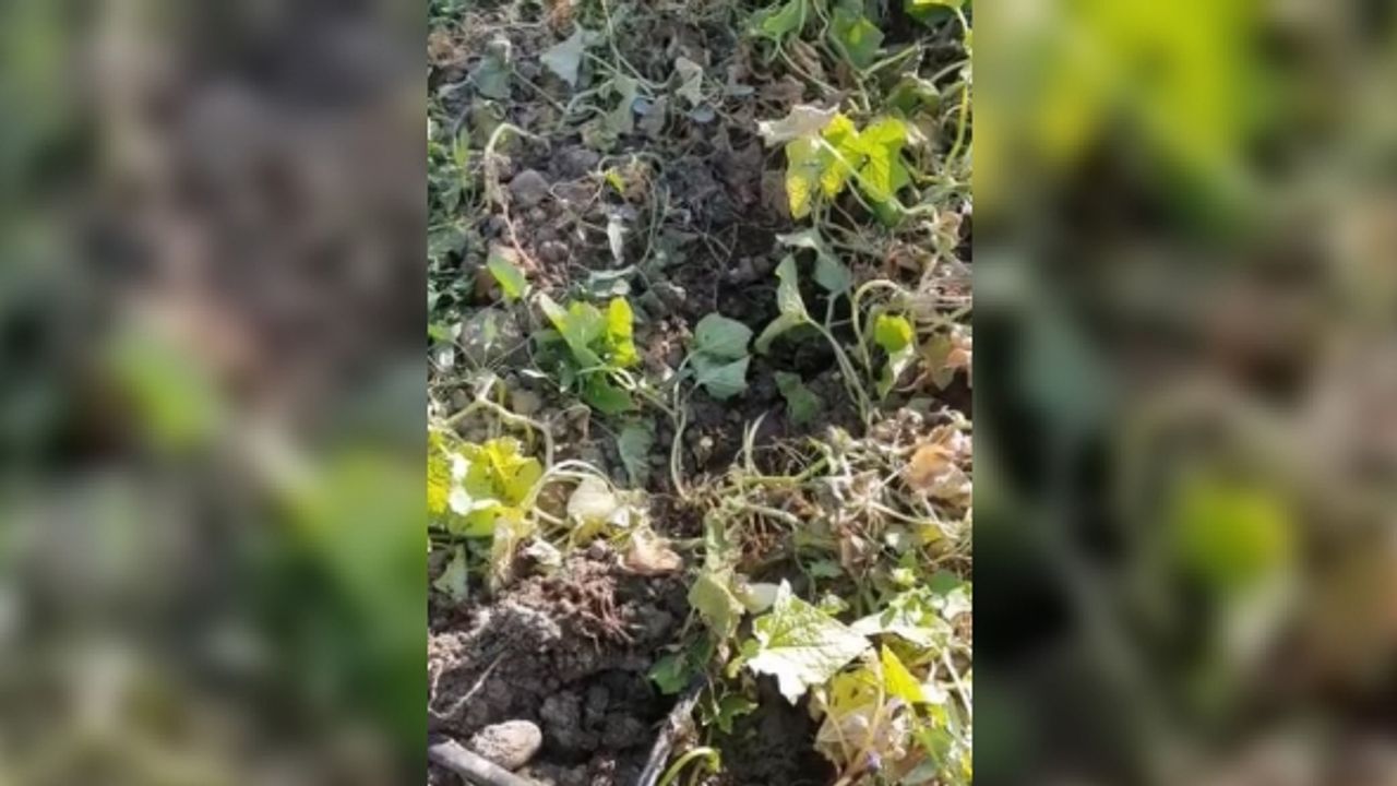 Elazığ’da domuzların talanı bitmiyor: Sebze bahçeleri kullanılmaz hale geldi