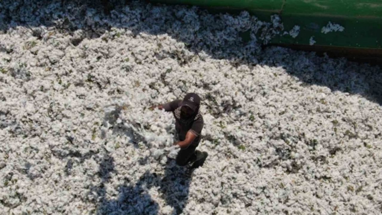 Enkaz kentin bereketli topraklarında ’beyaz altın’ hasadı başladı