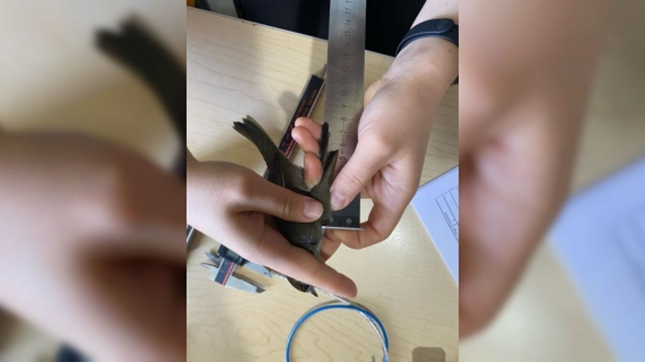 Eymir Kuş Halkalama İstasyonu’nda 5 yılda 12 bin kuş halkalandı