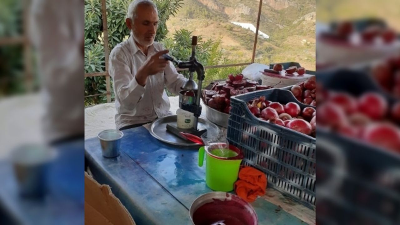 Gazipaşa’da çekirdeksiz ve dikensiz narın hasadında sona gelindi