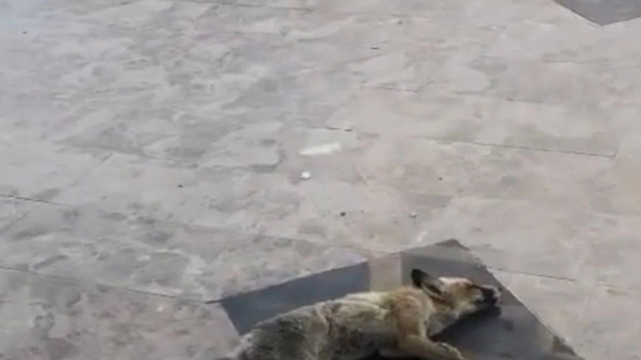 Girdiği dükkandan çıkmak istemeyen tilki, ölü taklidi yaptı