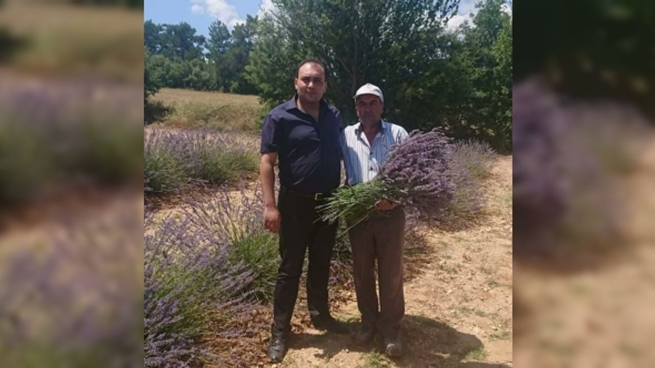 Hasat sonrası 2 ton 900 kilogram lavanta yağı elde edildi
