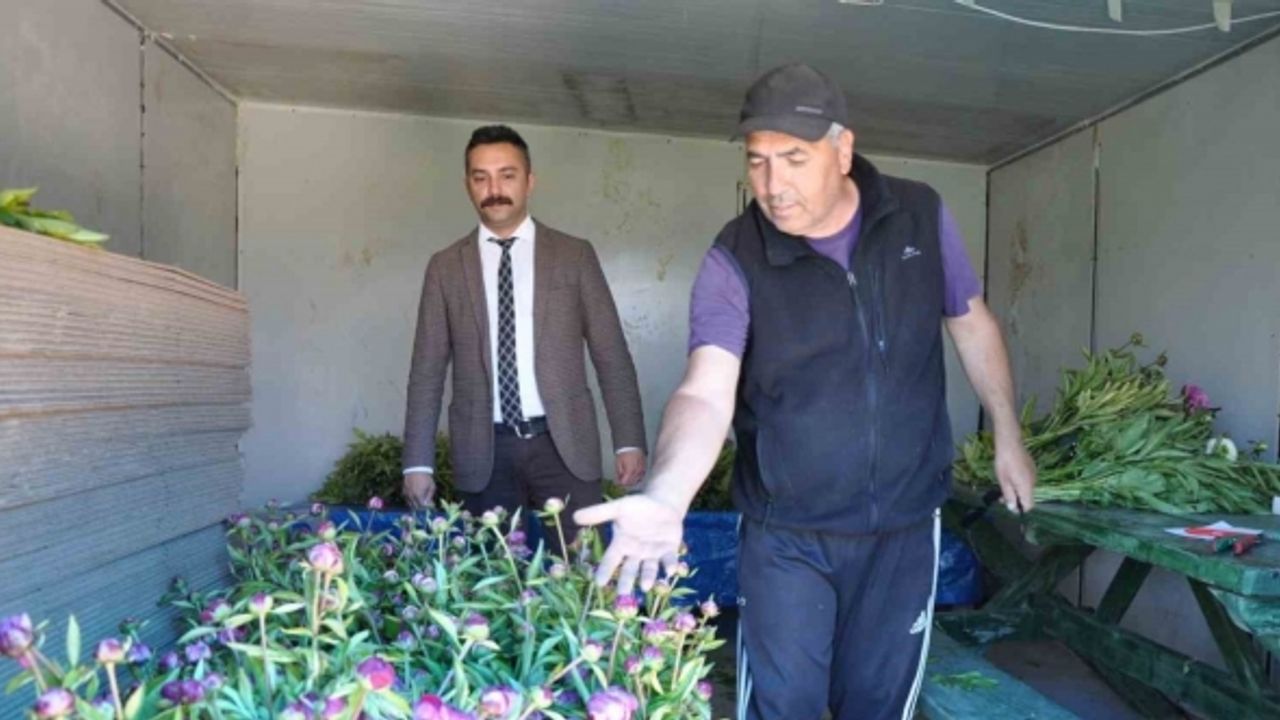 Hollanda değil Sivas: Sivas’ta üretilen şakayıklar dünya pazarına aday