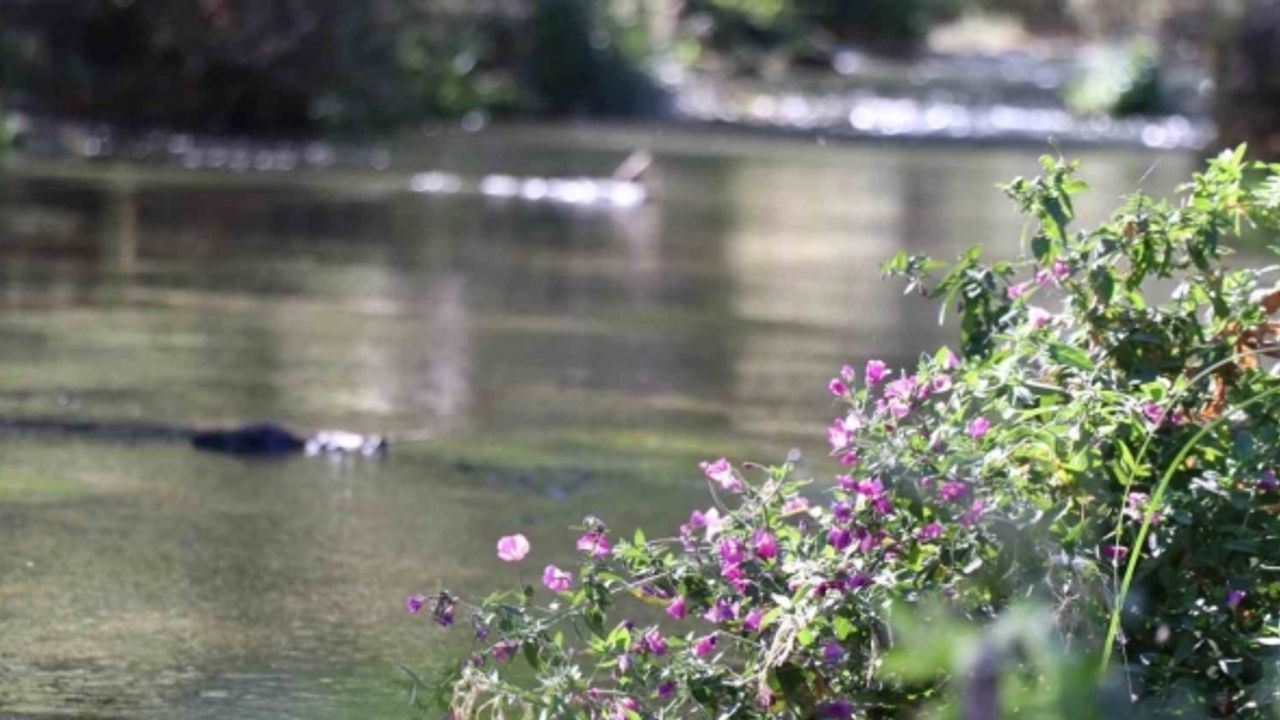 Ihlara Vadisi yüzlerce bitki ve canlıya ev sahipliği yapıyor