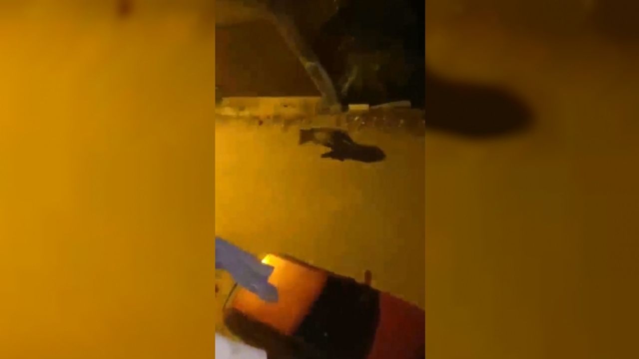 İlçe merkezine inen ayı amatör kameraya yansıdı