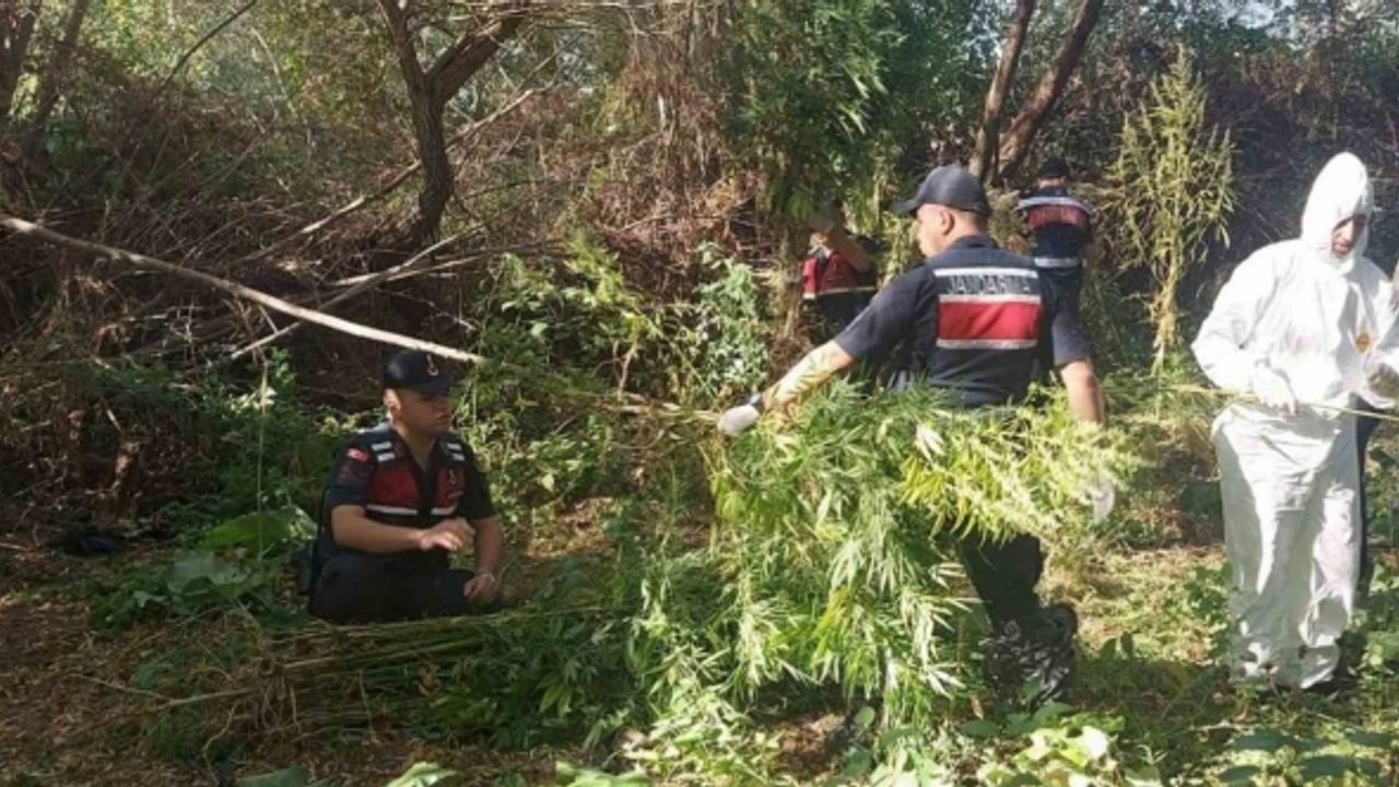 Jandarma 4 aydır peşindeydi: Hint kenevirini hasat ederken yakalandı