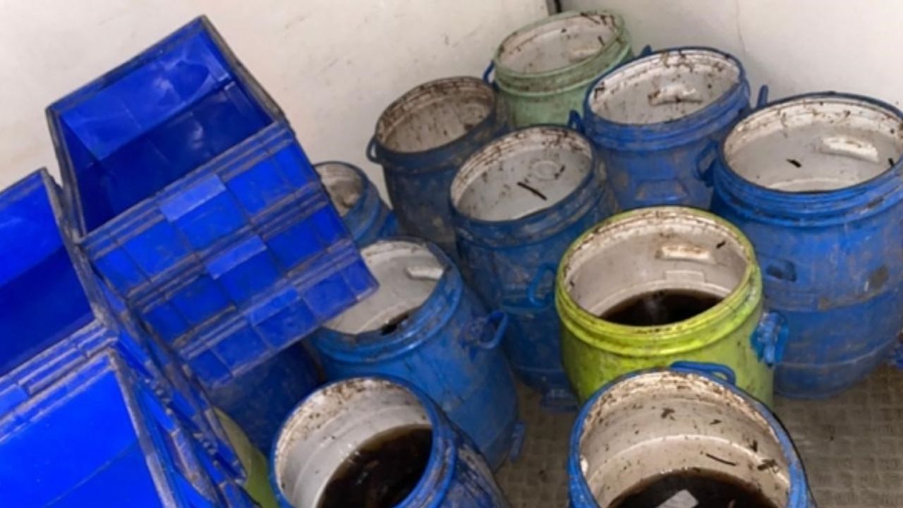 Jandarma Ayvacık’ta yol kontrollerinde minibüs içinde 550 kilogram canlı deniz patlıcanı ele geçirdi