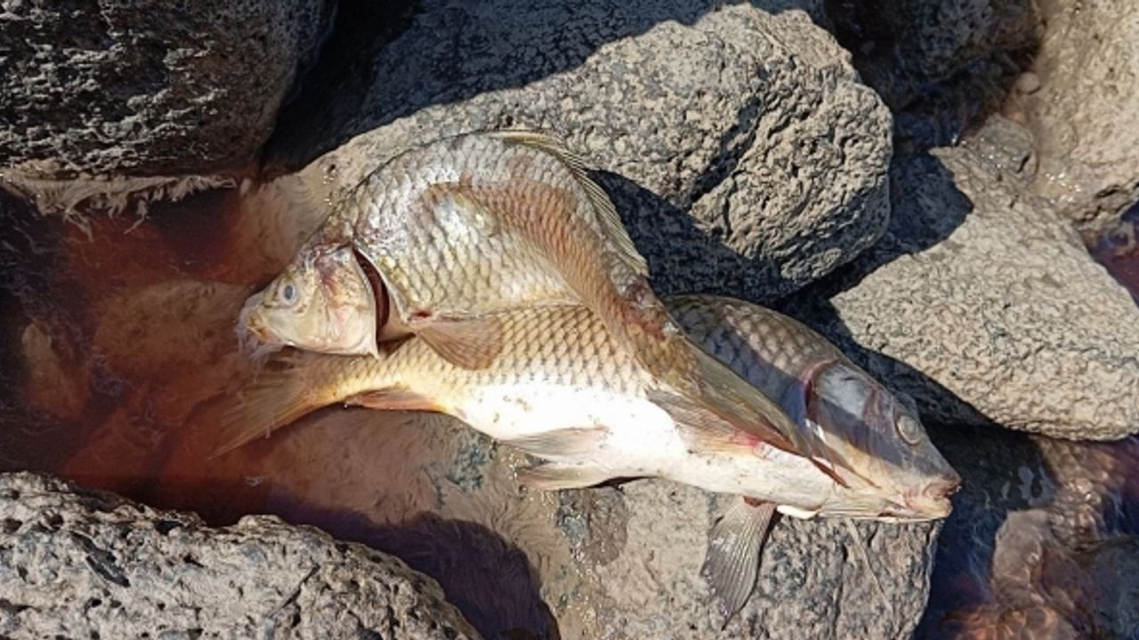 Karasu Çayı’na dökülen kimyasal atıklar yüzlerce balığı öldürdü