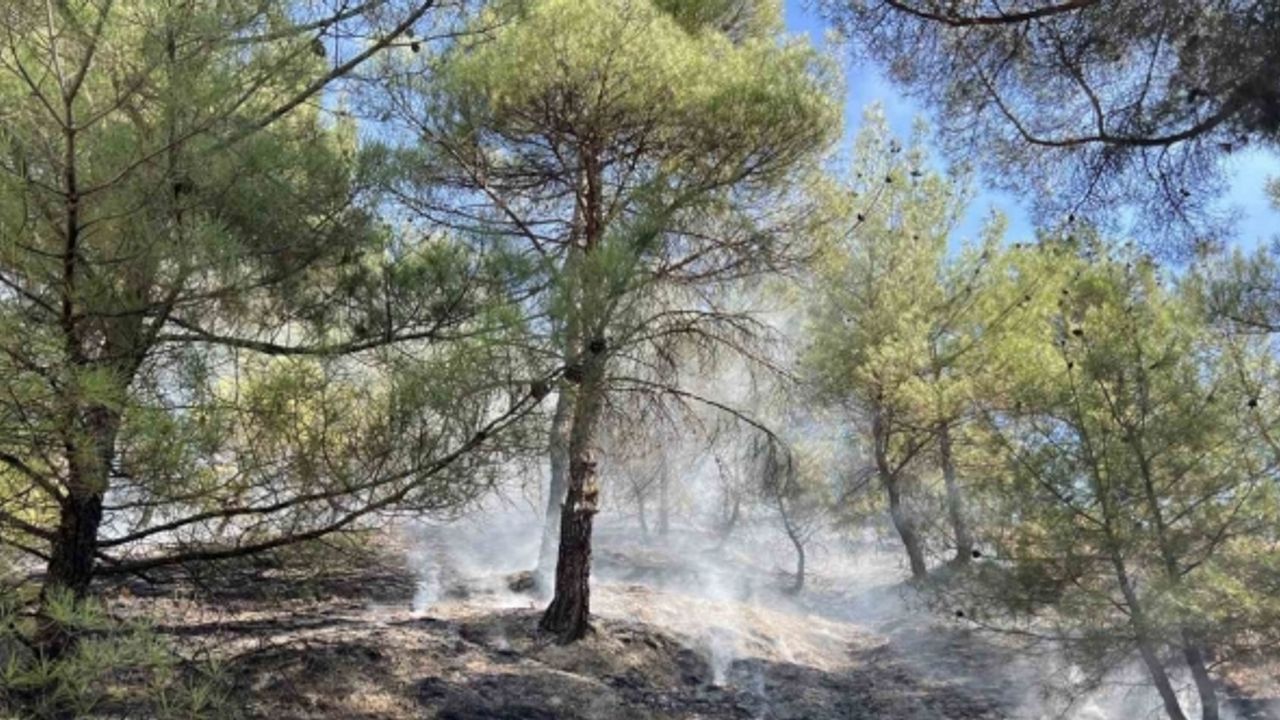 Kastamonu’da orman yangını: Ekiplerin müdahalesi ile kısa sürede söndürüldü