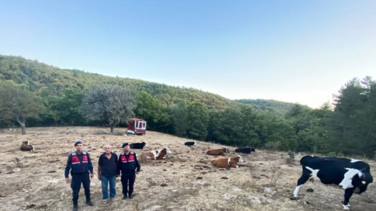 Kayıp 15 büyükbaş jandarma tarafından sahiplerine teslim edildi