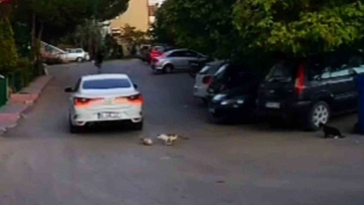 Kediyi ezip kaçan sürücüye 4 bin 554 lira ceza kesildi