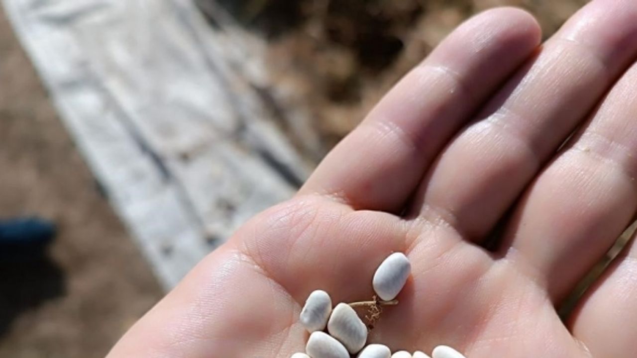 Kuru fasulyenin sofralara yolculuğu traktörle ezilerek başladı