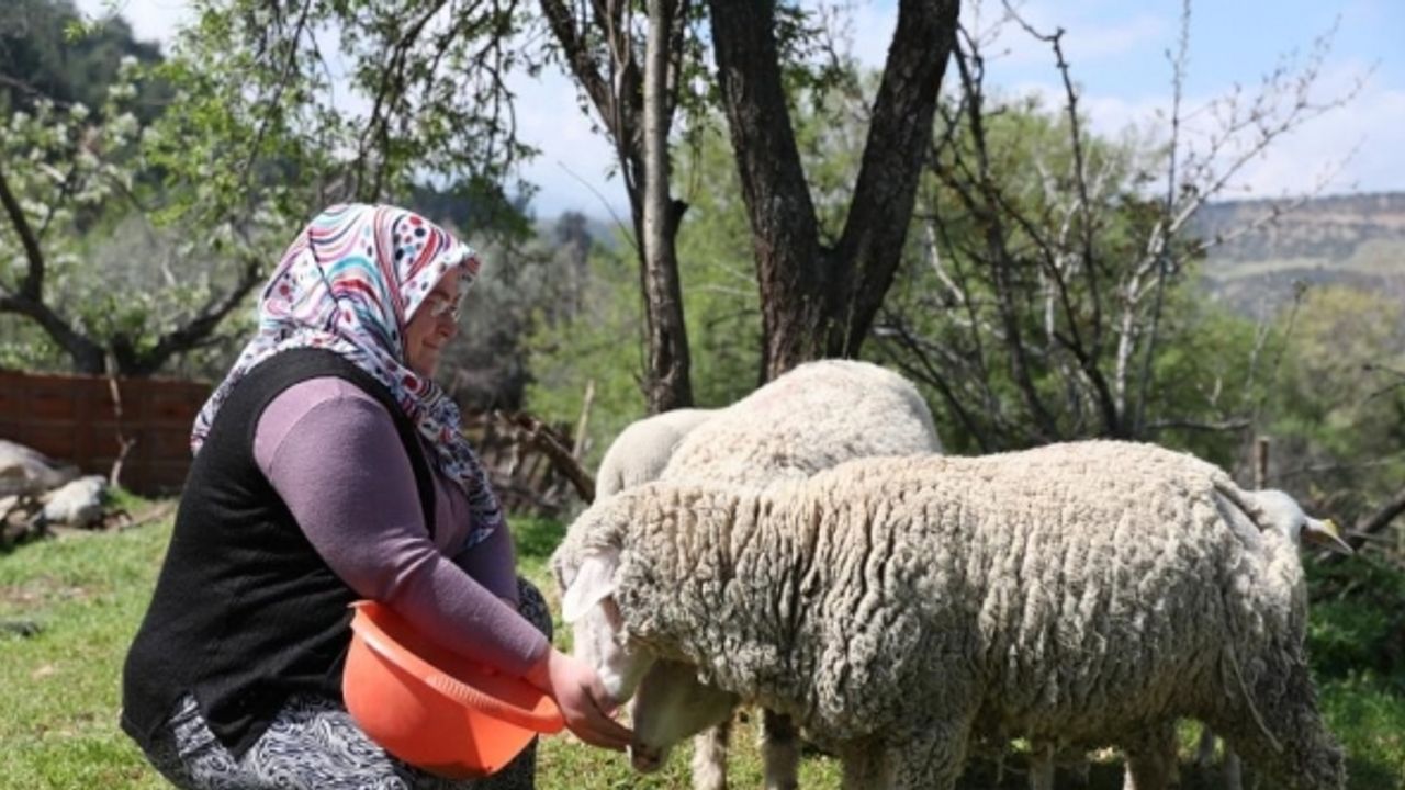 Merkezefendi’de ‘Küçükbaş hayvan ve yem desteği’ kayıtları başladı