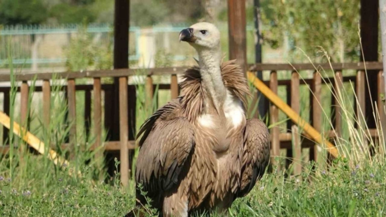 Nesli tehlikede olan kızıl akbaba tedavi altına alındı