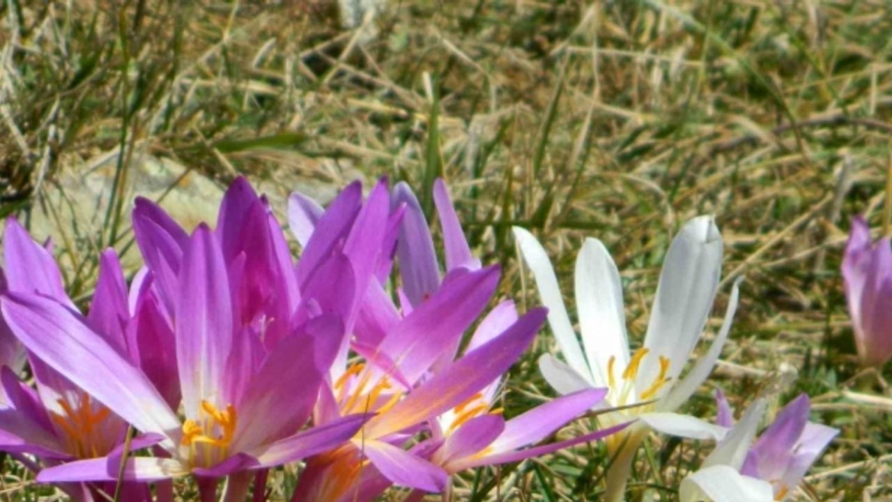 Posof Yaylaları Çiğdemlerle görsel şölen sunuyor