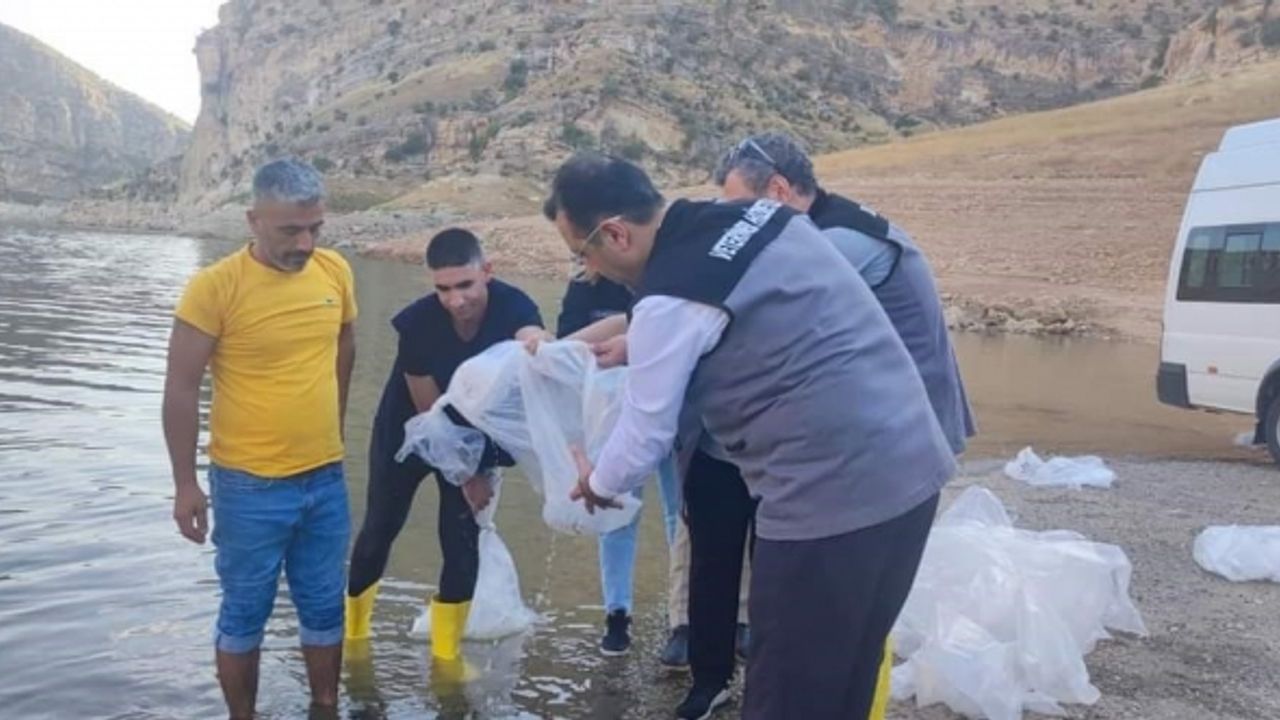 Siirt’te gölet ve baraj göllerine son 5 yılda 8 milyon sazan yavrusu bırakıldı