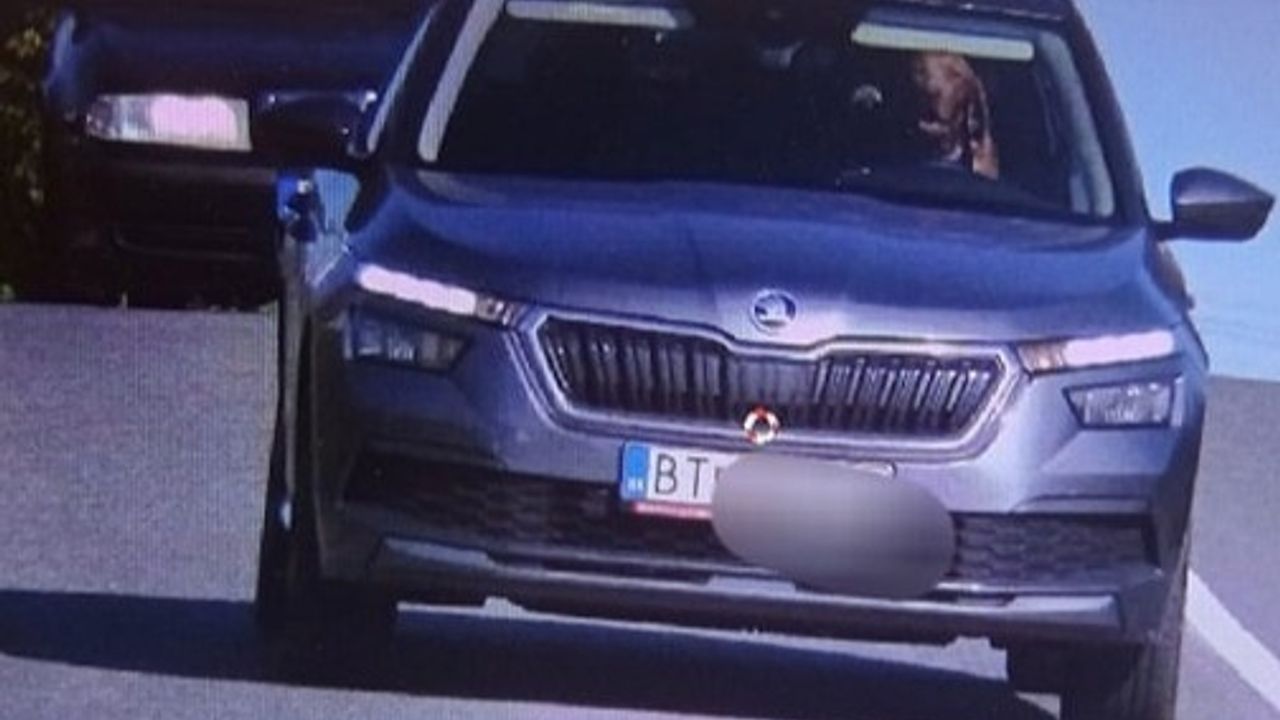 Slovakya’da seyir halindeki aracın direksiyonundaki köpek kameralara yakalandı