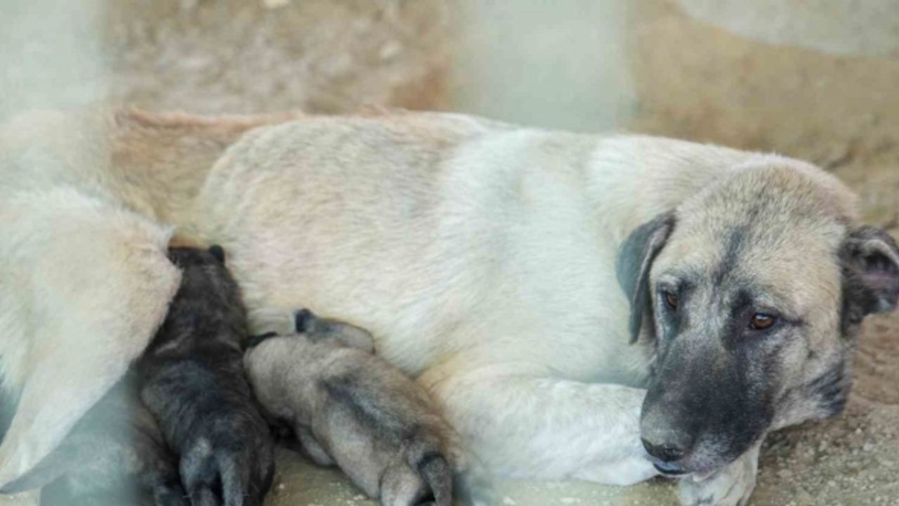 Tarsus’ta uçurumun kenarında mahsur kalan köpek ve yavruları belediye ekiplerince kurtarıldı