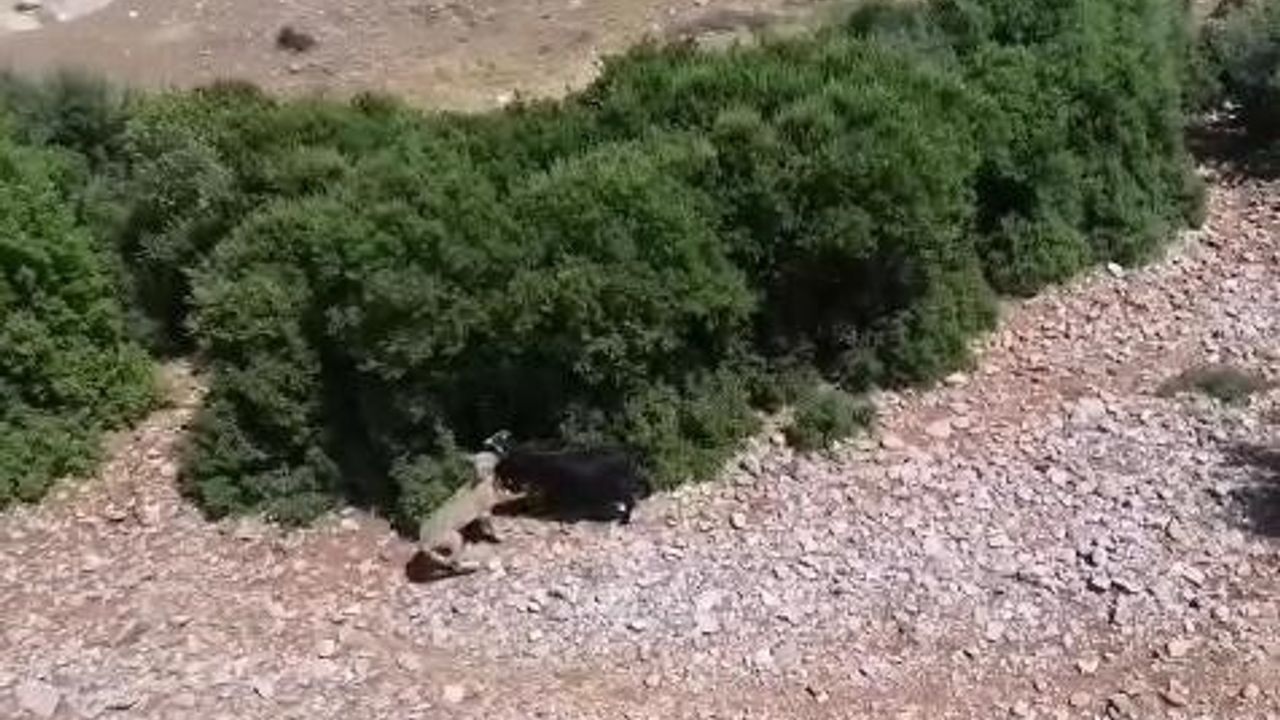 Teknolojik çoban sürüye saldıran kurdu dronla adım adım takip etti