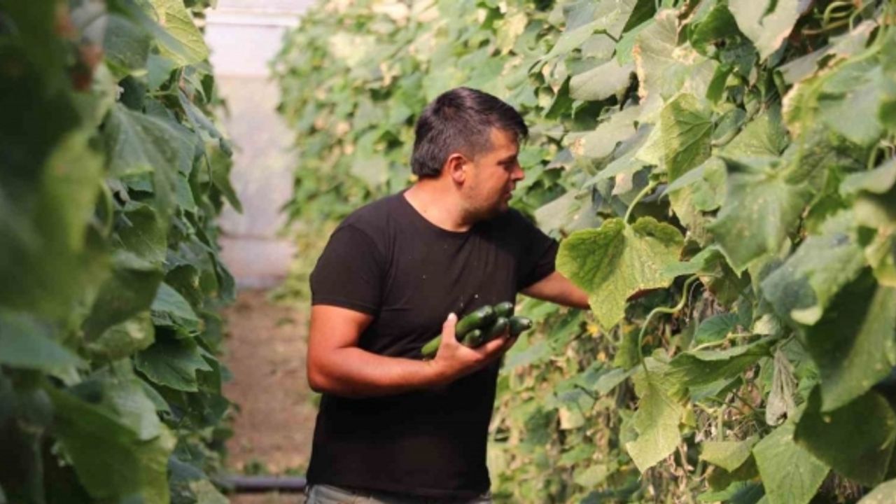 Tokat’ta sera üreticileri salatalıktan bu yıl verim alamadı