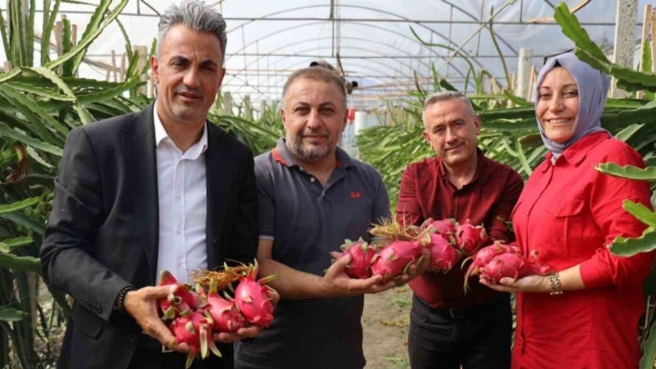 Tropikal meyve olan ’Ejder’in Bilecik’te ilk hasadı yapıldı